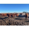 Image 2 : Hillcrest Farming Co. - 700# February Delivery Steers - 175 Head (Dundurn, SK)