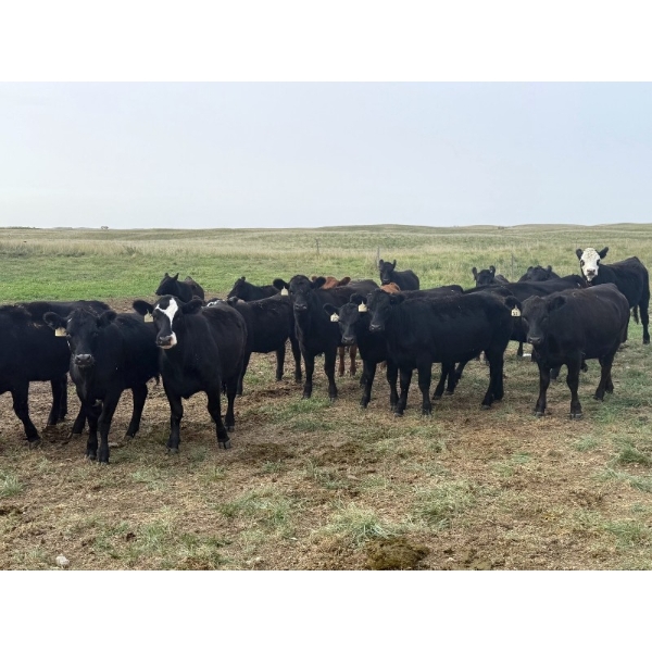 Daryk & Bonnie Simonson - 750# September Delivery Grass Heifers - 39 Head (Dinsmore, SK) VBP+