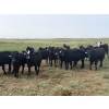 Image 1 : Daryk & Bonnie Simonson - 750# September Delivery Grass Heifers - 39 Head (Dinsmore, SK) VBP+