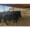 Image 3 : Lazy J Cattle Co. - 10 Black Heifers (Pen 317 - 319) 995# avg