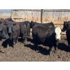 Image 8 : Jarokosky Farms - 980# April Delivery Steers - 64 Head (Lethbridge, AB)