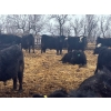 Image 6 : Jay Be Acres Ltd. - 920# April Delivery Steers - 66 Head (Deloraine, MB) 
