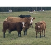 Image 2 : Sande Cattle Company - 720# October Steer Calves - 85 Head (Olds, AB)