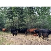 Image 5 : J Lazy A Ranch - 460# Steer Calves - 110 Head (Lymburn, AB)