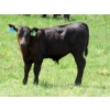 4  Colter Malloy  540 November Delivery Steer Calves  80 Head (Pollockville, AB)