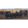 Image 5 : South Island Farms - 830# March Delivery Steers - 140 Head (Bow Island, AB)