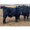 Image 9 : Hawk Ranching - 880# March Delivery Steers - 72 Head (Parkland, AB)