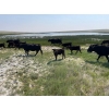Image 18 : McLeod Cattle Co. - 580# October Delivery Steer Calves - 95 Head (Claydon, SK) VBP+