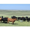 Image 9 : Twin Bridges Ranch - 800# August Delivery Grass Heifers - 160 Head (Maple Creek, SK)