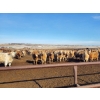 Image 3 : Forbes Bros. Ranching - 830# March Delivery Heifers - 265 Head (Senlac, SK)