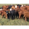 Image 2 : Garvin Kostal - 625# November Delivery Steer Calves - 95 Head (Spring Valley, SK)