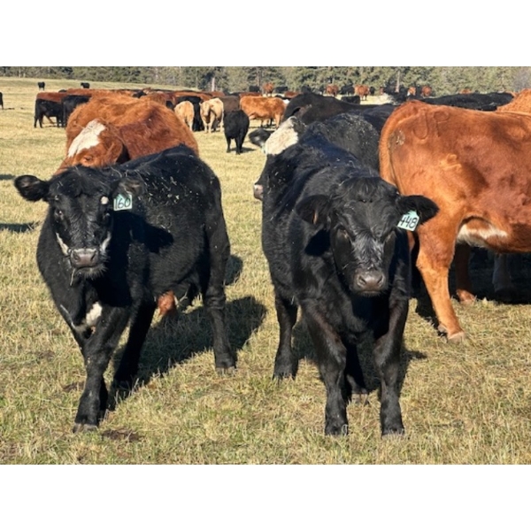 20X Ranch Ltd. - 590# November Delivery Steer Calves - 95 Head (Hedley, BC)