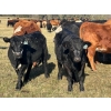 Image 1 : 20X Ranch Ltd. - 550# November Delivery Heifer Calves - 95 Head (Hedley, BC)