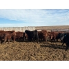 Image 2 : Carl Chomistek - 775# March Delivery Steers - 62 Head (Rolling Hills, AB)