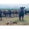 Image 5 : Turtleview Livestock - 850# June Delivery Heifers - 68 Head (Goodlands, MB) VBP+