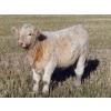 Image 9 : Beck Farms - 650# November Steer Calves - 45 Head (Lang, SK)