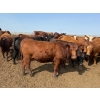 Image 4 : Greg Trewin - 1025# October Delivery Heifers - 122 Head (Coulter, MB)