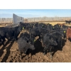 Image 8 : Van Hall Cattle Co. - 980# April Delivery Steers - 120 Head (Scandia, AB)