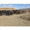 Image 4 : South Island Farms - 1000# September Delivery Steers - 46 Head (Bow Island, AB)