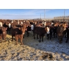 Image 2 : Cattlewood Farms Ltd. - 750# February Delivery Heifers - 166 Head (Vauxhall, AB)