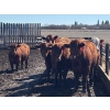 Image 5 : Glenn Peterson - 1075# September Delivery Grass Steers - 58 Head (Marwayne, AB)