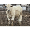 Image 4 : JG Larson Livestock (V-V) - 725# April Delivery Steers - 62 Head (Jenner, AB) VBP+