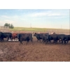 Image 8 : Cross Bar Ranch - 930# June Delivery Heifers - 70 Head (Consort, AB)
