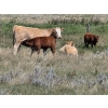 Image 5 : Hecker Farms Ltd. - 600# Steer Calves - 90 Head (Piapot, SK)