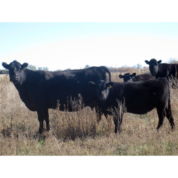 Susy Friesen - 525# October Delivery Heifer Calves - 40 Head (Patricia, AB)