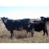 Image 1 : Susy Friesen - 525# October Delivery Heifer Calves - 40 Head (Patricia, AB)