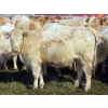 Image 3 : Frank Martens - 18 Cream/White Char X Bred Heifers (Theodore, SK)