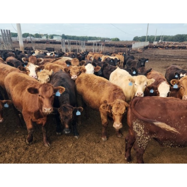 Chipping Hill Cattle Co. - 1025# September Yearling Steers - 60 Head (MacGregor, MB)