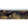 Image 5 : Twin Bridges Ranch - 865# September Delivery Grass Heifers - 153 Head (Maple Creek, SK)