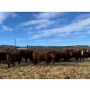 Image 5 : P-2 Ranch - 975# April Delivery Steers - 100 Head (Bow Island, AB)