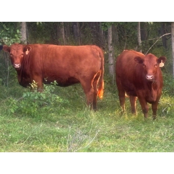 Little Rainbow Ranch - 50 Red & RBF Simm X Angus & Angus AI Bred Heifers (Moosomin, SK)