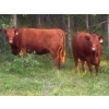 Image 1 : Little Rainbow Ranch - 50 Red & RBF Simm X Angus & Angus AI Bred Heifers (Moosomin, SK)