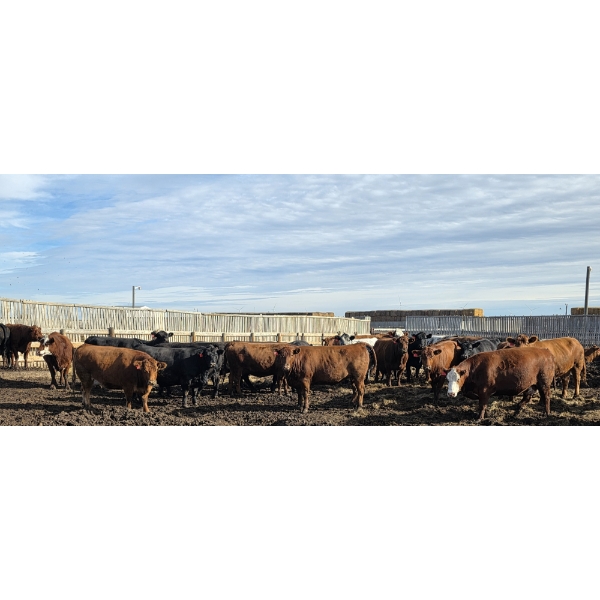 South Island Farms - 1700# White Fat Cows - 75 Head (Bow Island, AB)