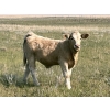 Image 3 : Perry Tanaschyk - 600# October Delivery Steer Calves - 95 Head (Hemaruka, AB)