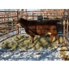 Image 1 : 98 Ranch - 1 Cow (Pen 117) 