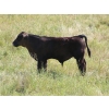 Image 6 : Tica Holdings Ltd. - 575# Nov/Dec Delivery Steer Calves - 105 Head (Radville, SK)