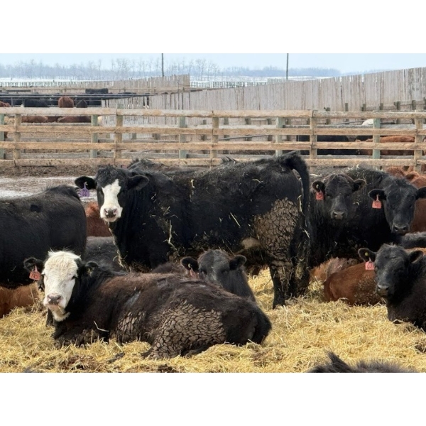 Luke & Jen Smith - 980# April Delivery Heifers - 62 Head (Rhein, SK)