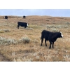 Image 7 : Monty & Corey Arendt - 625# Oct/Nov Delivery Steer Calves - 53 Head (Ravenscrag, SK)