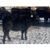 Image 7 : Rock Creek Cattle Co. Ltd. - 530# December Delivery Weaned Heifers - 38 Head (Nanton, AB) VBP+