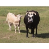 Image 8 : Bar T Livestock - 535# October Delivery Steer Calves - 115 Head (Earl Grey, SK)