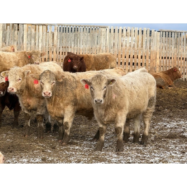 Wiens Family Farm - 1000# January Delivery Steers - 63 Head (Lomond, AB) VBP+
