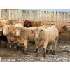 Image 1 : Wiens Family Farm - 1000# January Delivery Steers - 63 Head (Lomond, AB) VBP+