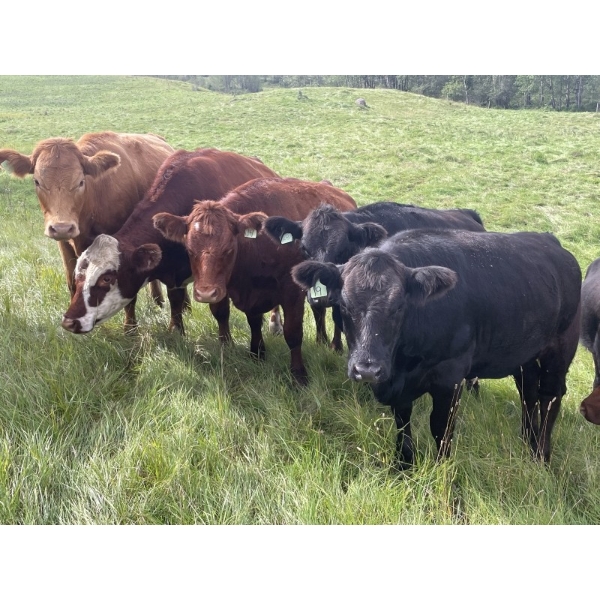 John Bland - 975# September Delivery Grass Heifers - 120 Head (Rimbey, AB)
