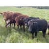 Image 1 : John Bland - 975# September Delivery Grass Heifers - 120 Head (Rimbey, AB)