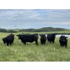 Image 4 : DJC Ranch - 1100# October Delivery Grass Steers - 900 Head (Meadow Lake, SK)