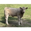 Image 7 : Cody & Brittany Black/Kirby & Cori Black - 525# October Heifer Calves - 100 Head (Water Valley, AB)